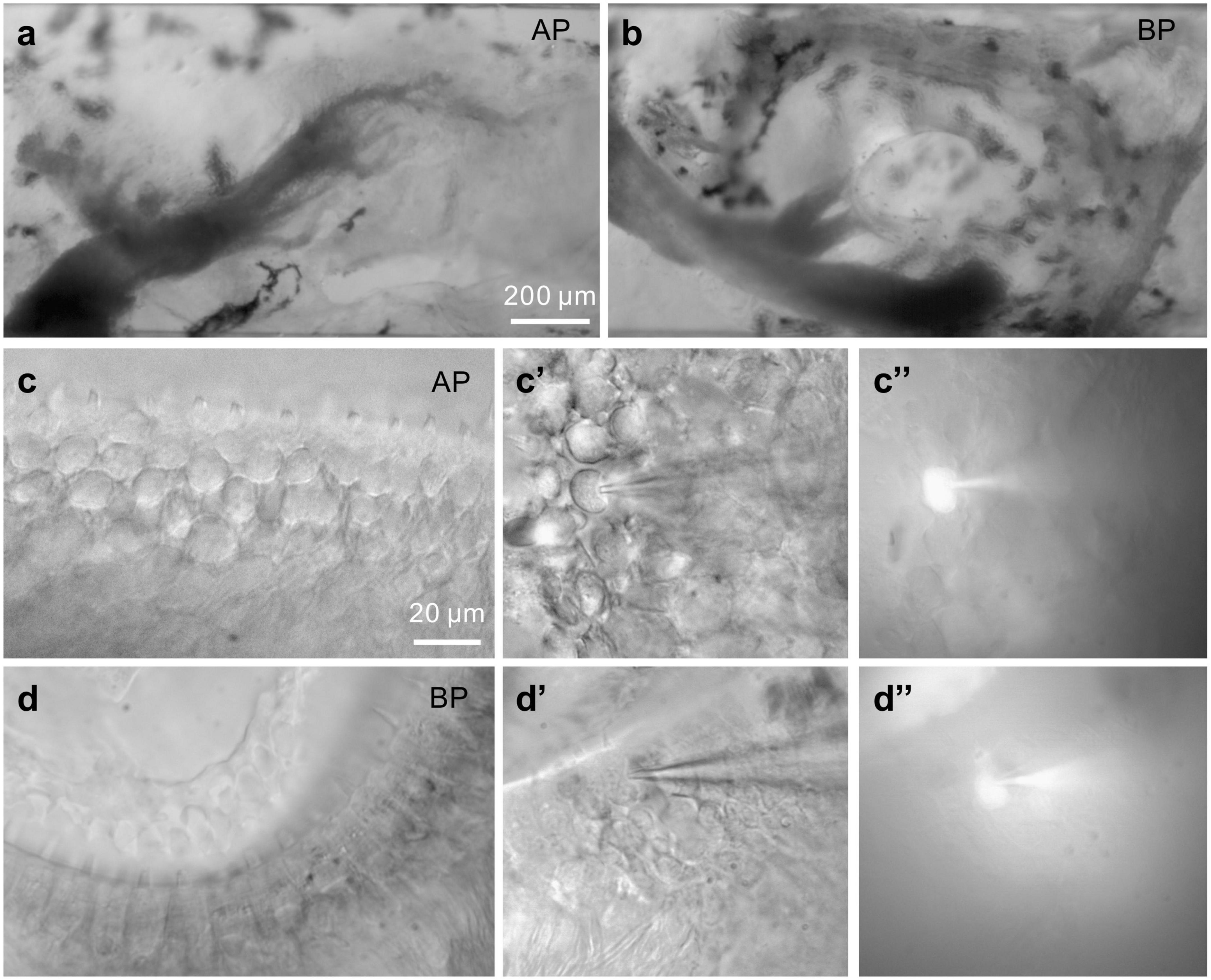 Comparative study of ionic currents and exocytosis in hair cells of the basilar and amphibian papilla in bullfrogs